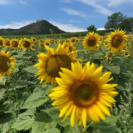 Pálava Сasa de vacaciones