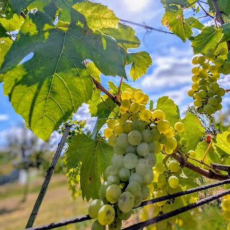 Сasa de vacaciones Pálava Pavlov